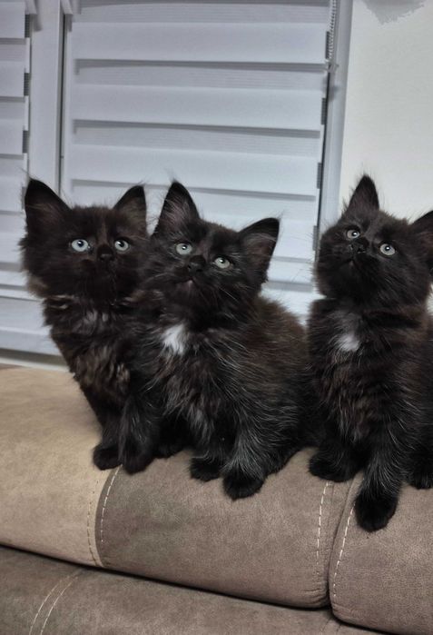 OSTATNI Czarny Syberyjski Kocurek rodowód FPL