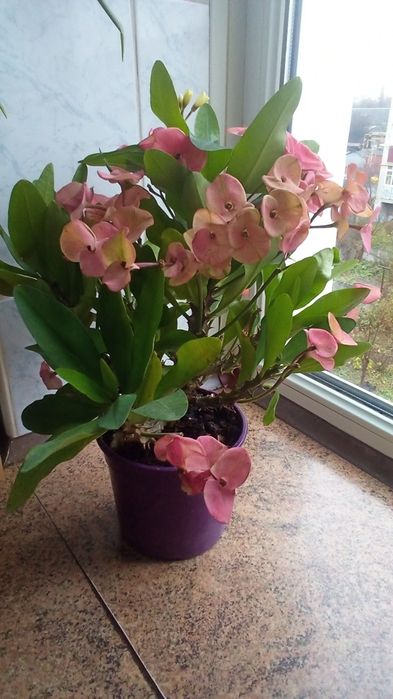 Молочай Миля крупноцветковый