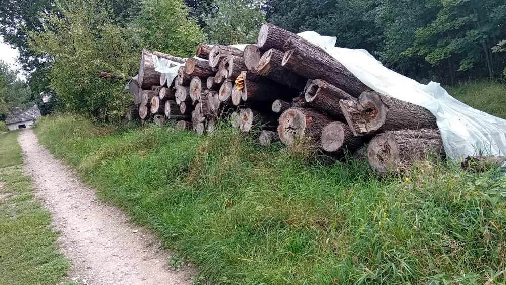 Sprzedam drzewo opalowe Olszyne.