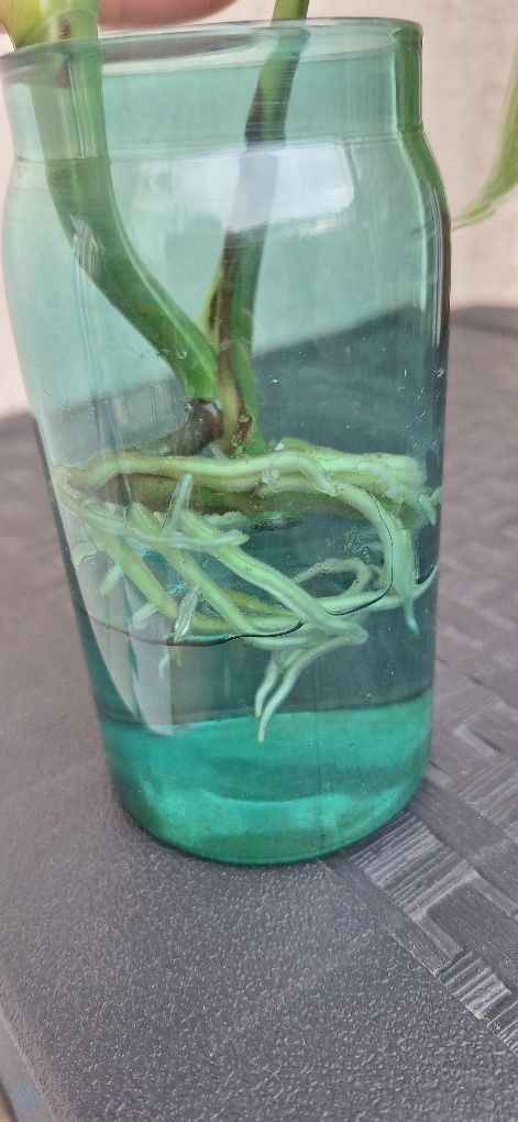 Monstera variegata 3 listny szczyt ukorzeniona