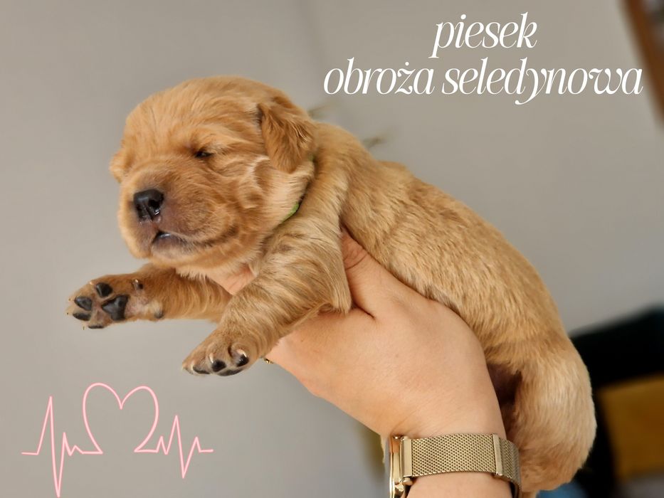 Pieski ciemno złote Golden Retriever szczeniaczki