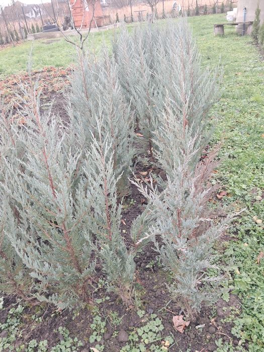 Туя смарагд, ялівець блу ероу