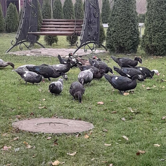 продам качки шипуни