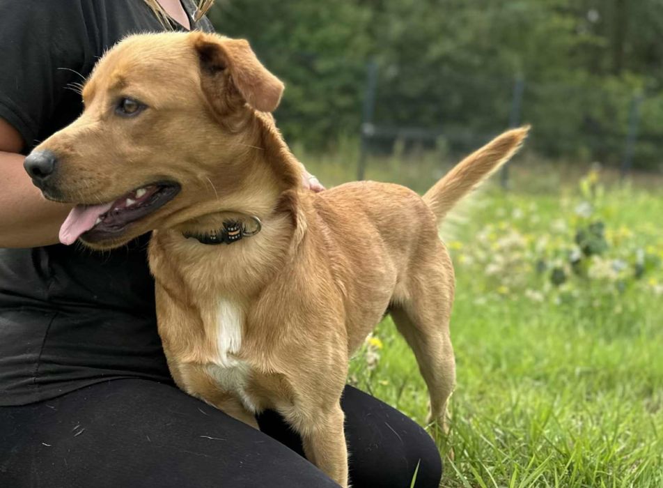 Wesoły i zabawowy pies poleca się na spacerki