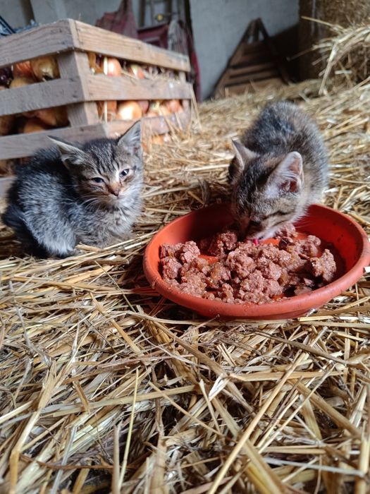 Oddam kotki w dobre ręce