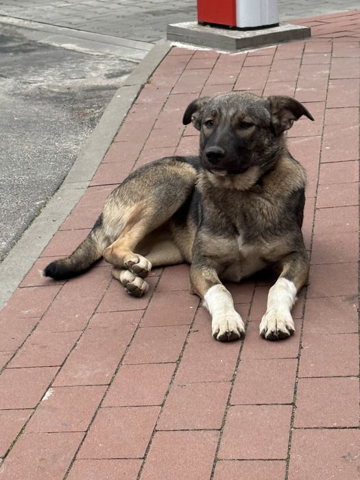 Лапа шукає дім цуценя щенок собаксука в добрі руки самка стерилізована