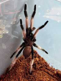 Chilobrachys natanicharum - dorosły samiec