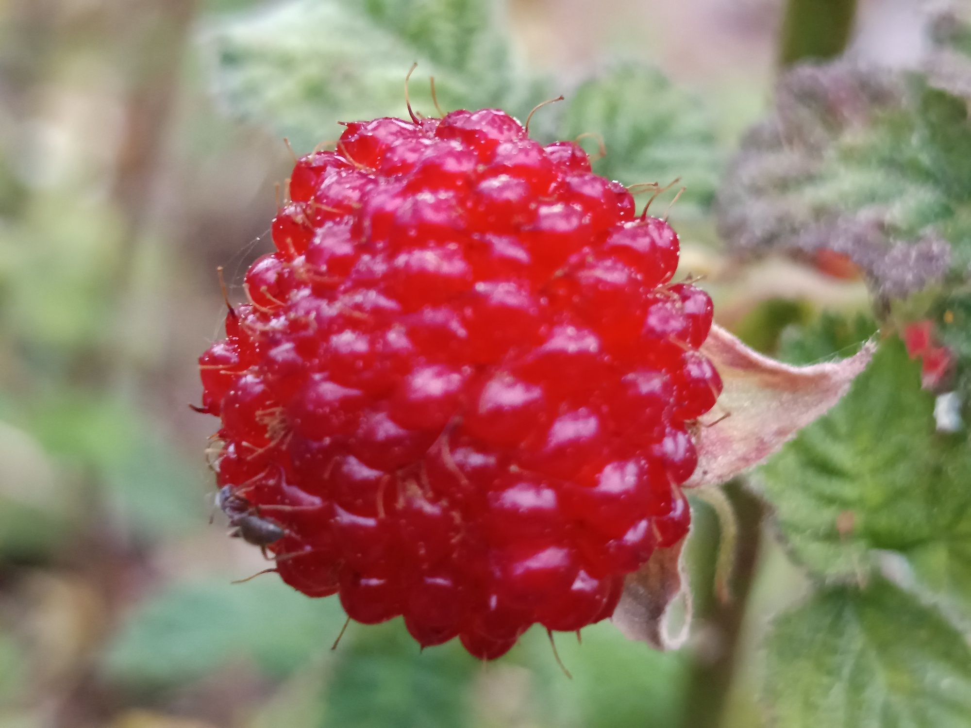 Framboesa Chinesa - Rubus Hirsutus