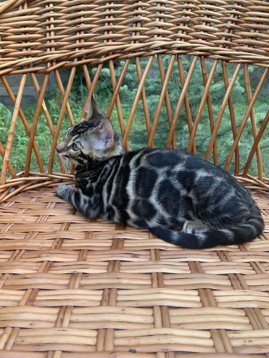 Эксклюзивный бенгальский котик 3,5 мес