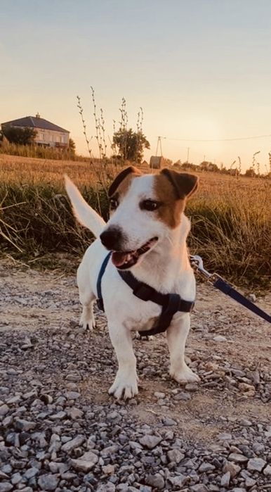 Jack Russel Terier Minuatura rezerwacja
