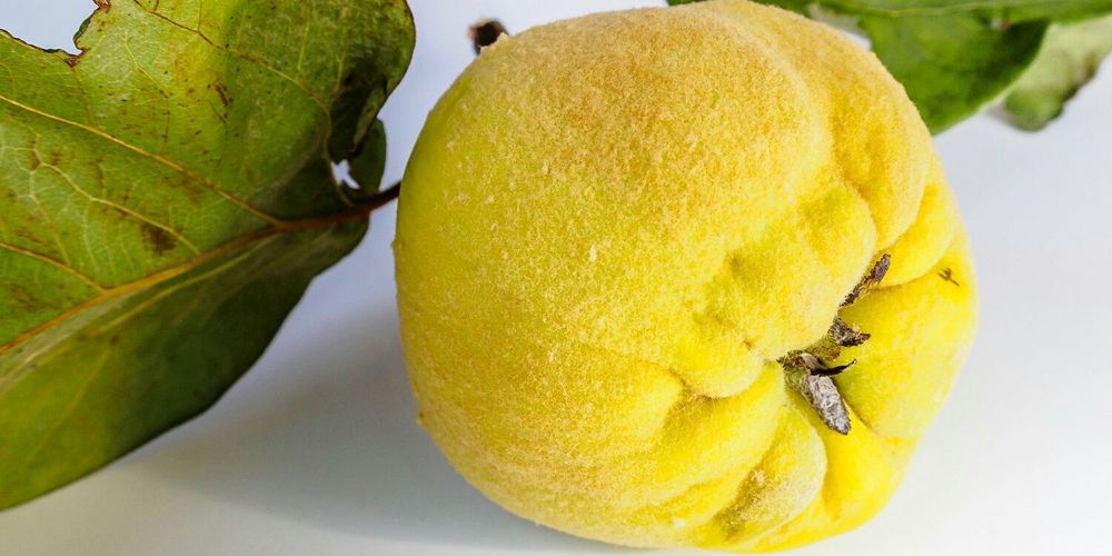 Айва ,или яблоко,саженец