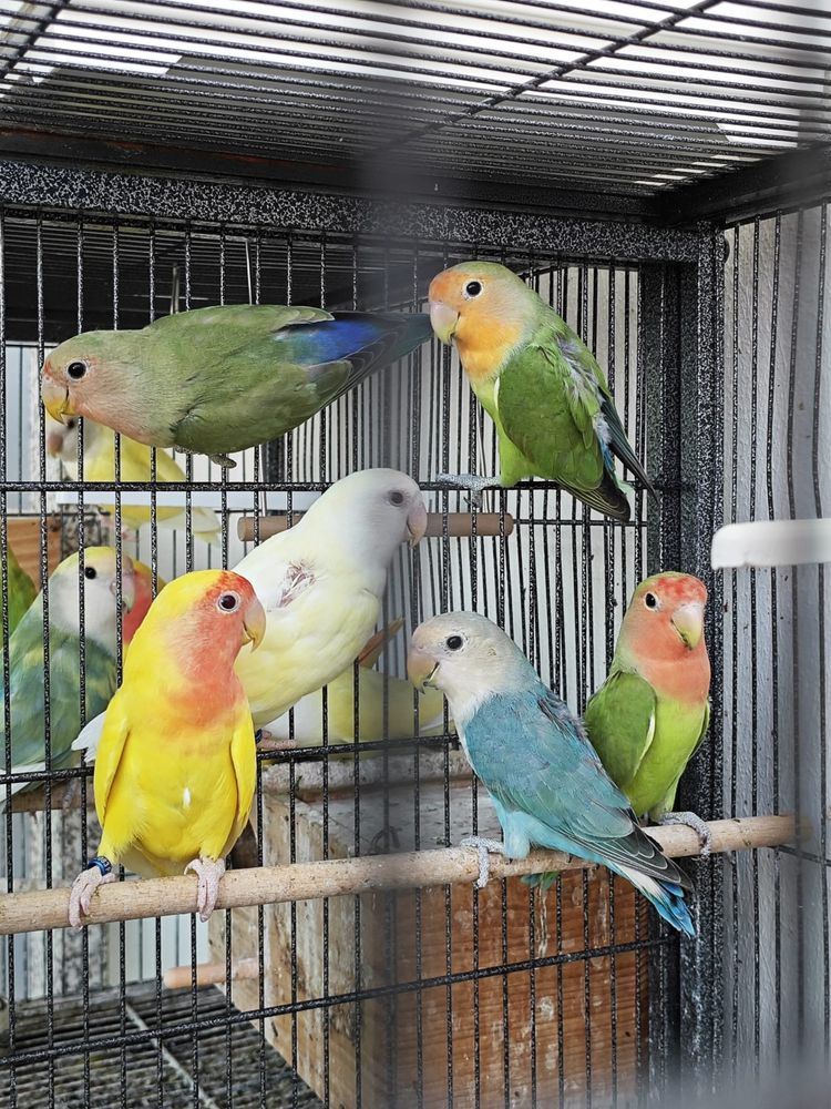 Agapornis com anilha