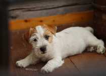 Jack Russell Terrier