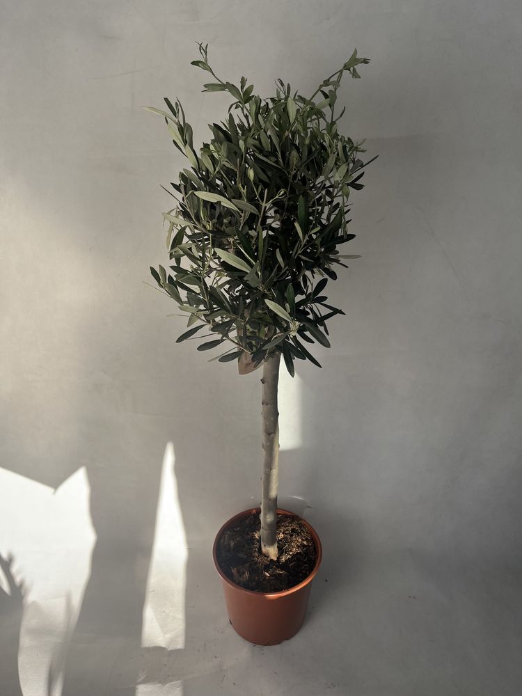 Oliwka europejska na pniu 80 cm