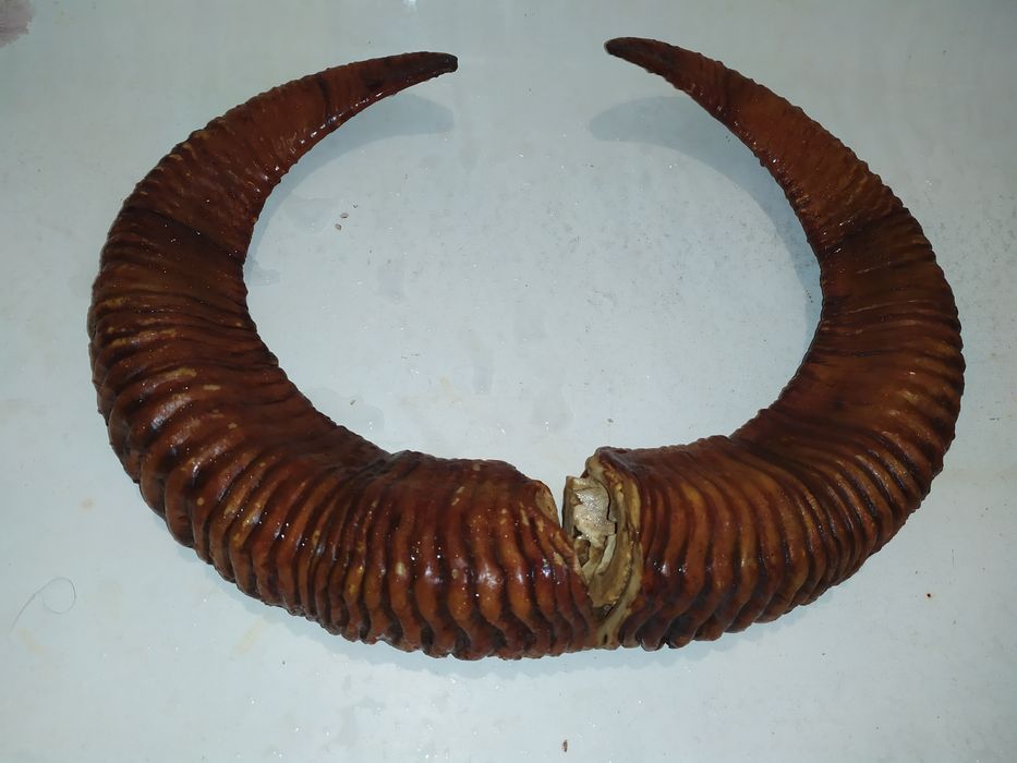 Рога животных  продам хороший экземпляр