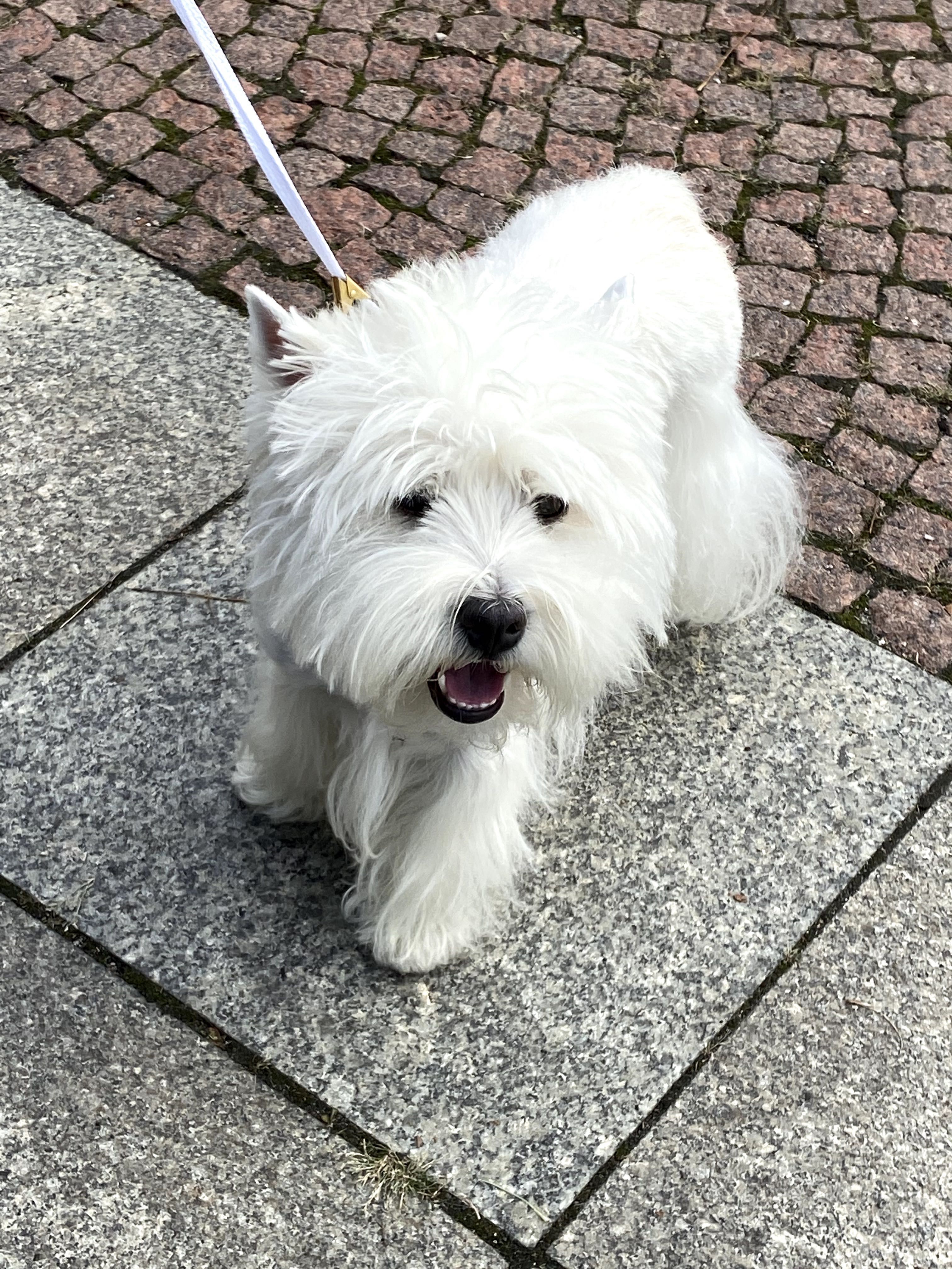 West Highland White Terrier - szczeniak dziewczynka ZKwP/FCI