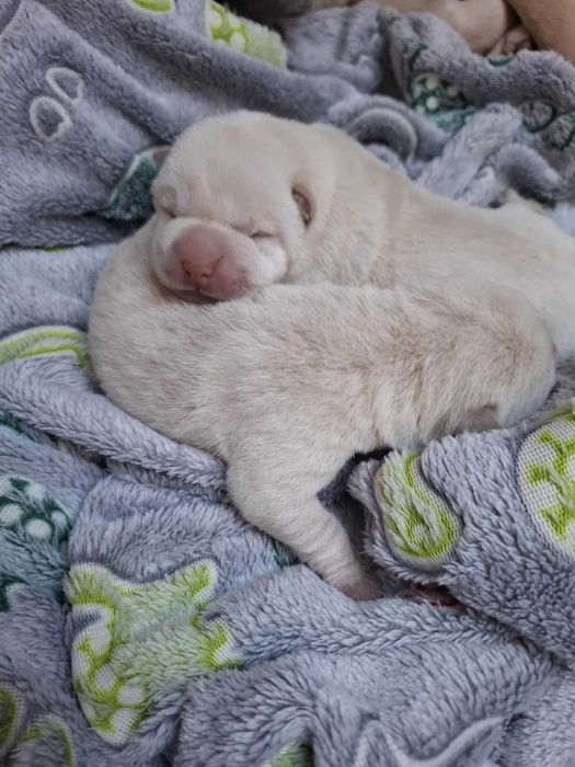 Shar pei szczeniaczek