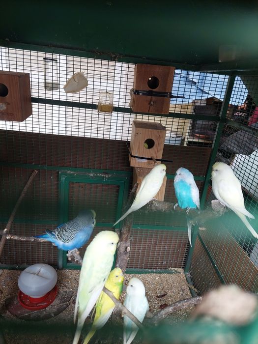 Periquito de varias cores