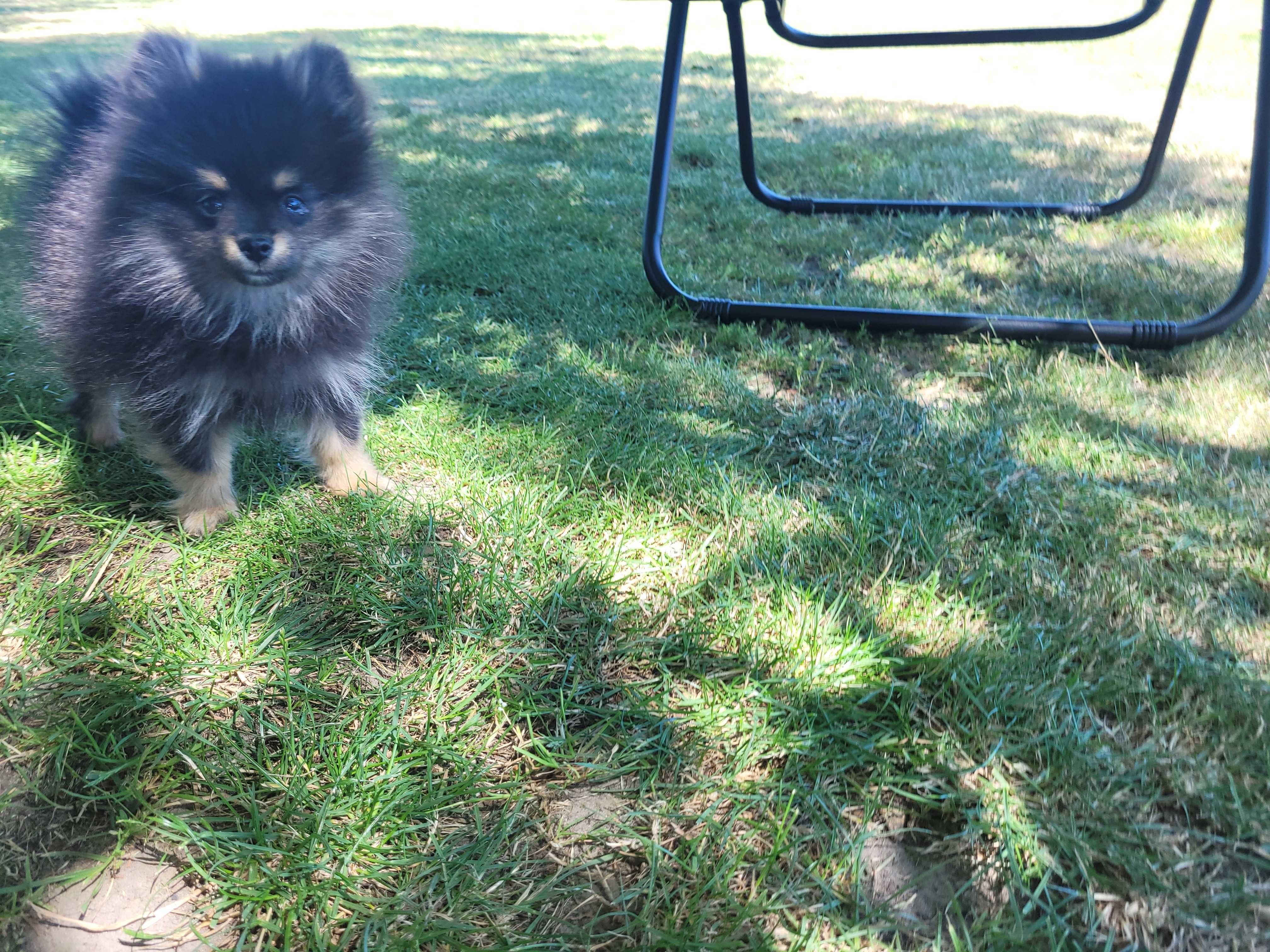 Pomeranian piesek