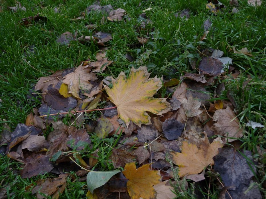 Panasonic Lumix DMC-TZ4 вінтажна мильниця.