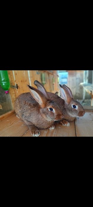 Кролики різних порід