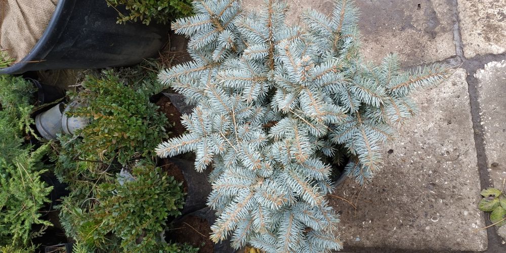 Ель голубая шарообразной Abies lasiocarpa Argentea