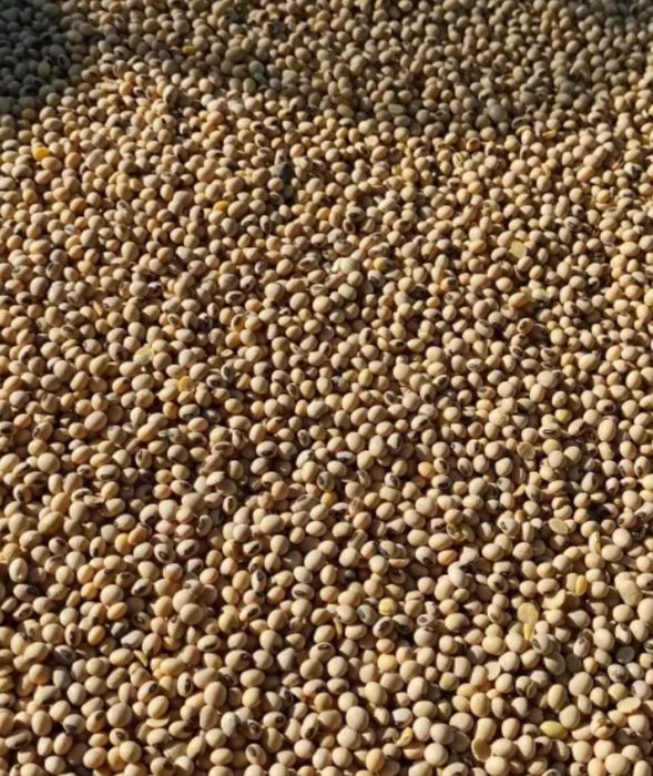 Soja magnolia oczyszczona do siewu