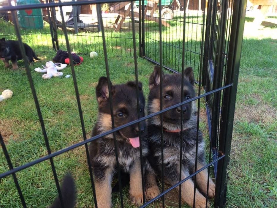 Немецкая овчарка щенок от чистопородных родителей