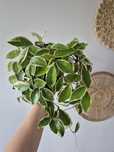 Hoya crimson queen hoja krimson queen