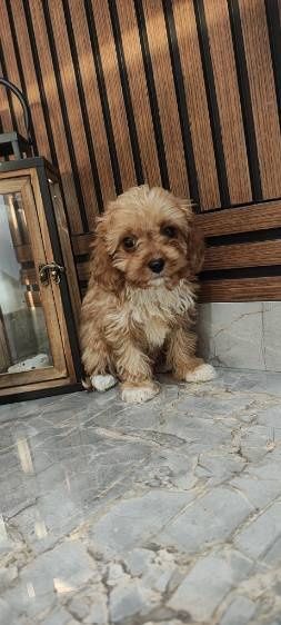 Cavapoo suczka do odbioru