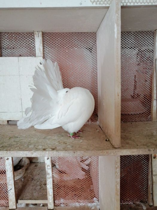 Sprzedam pawiki żółto płowe białe srebrno płowe