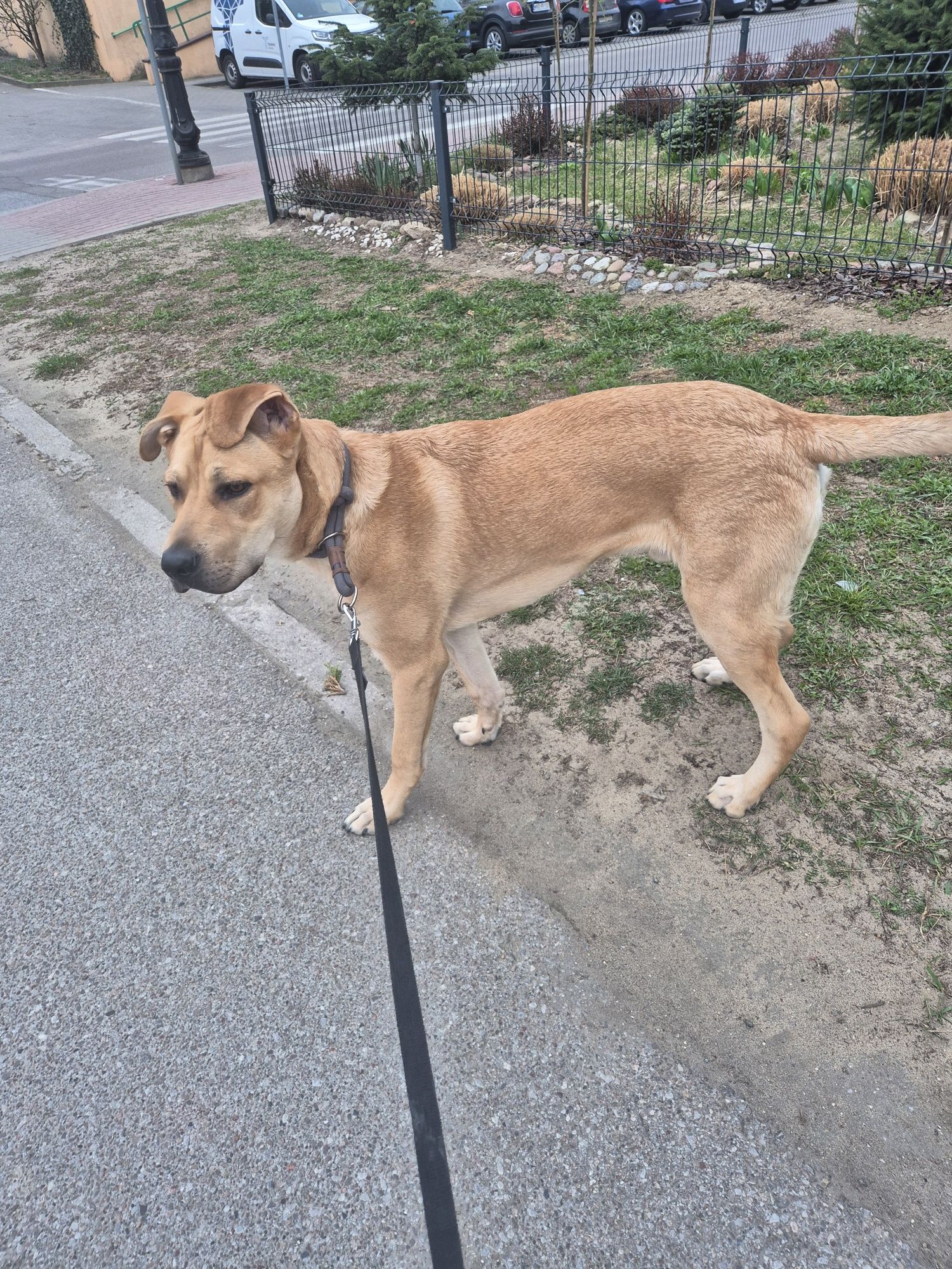 Piesek do adopcji