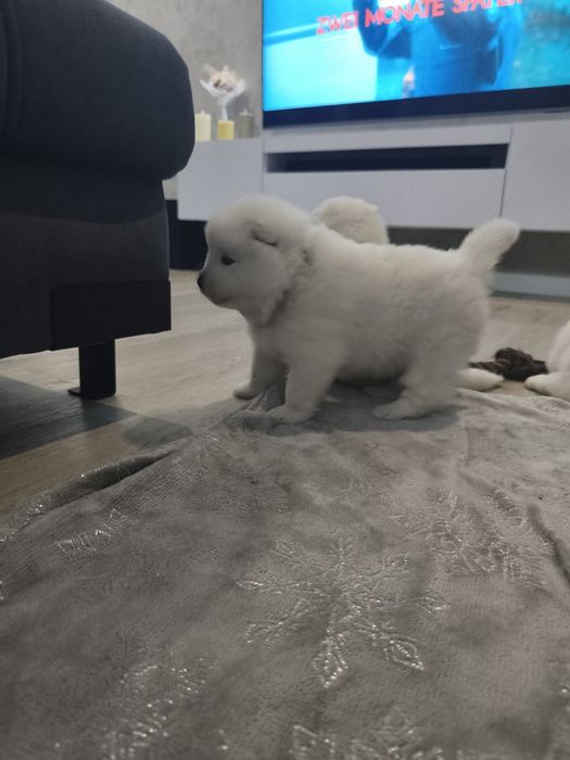 Samojed Samoyed Suczka