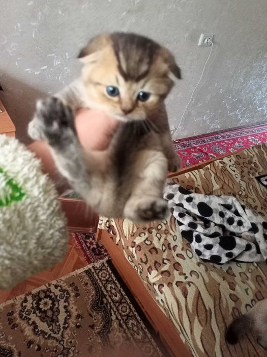 БРОНЬ на котят - шотландские вислоухие