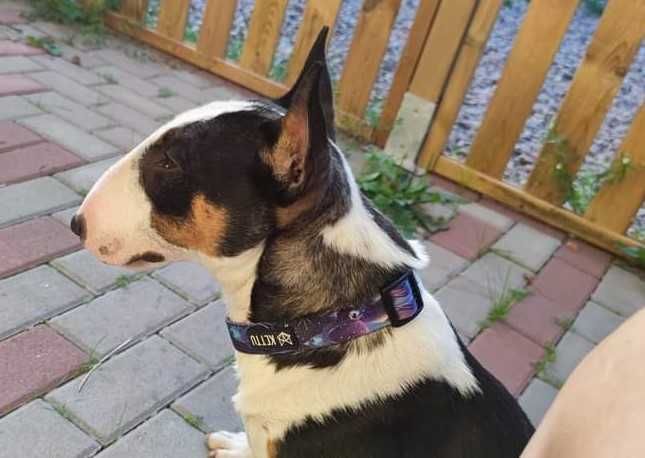 Bulterier miniaturowy pies hodowlany FCI/ZKwP na sprzedaż