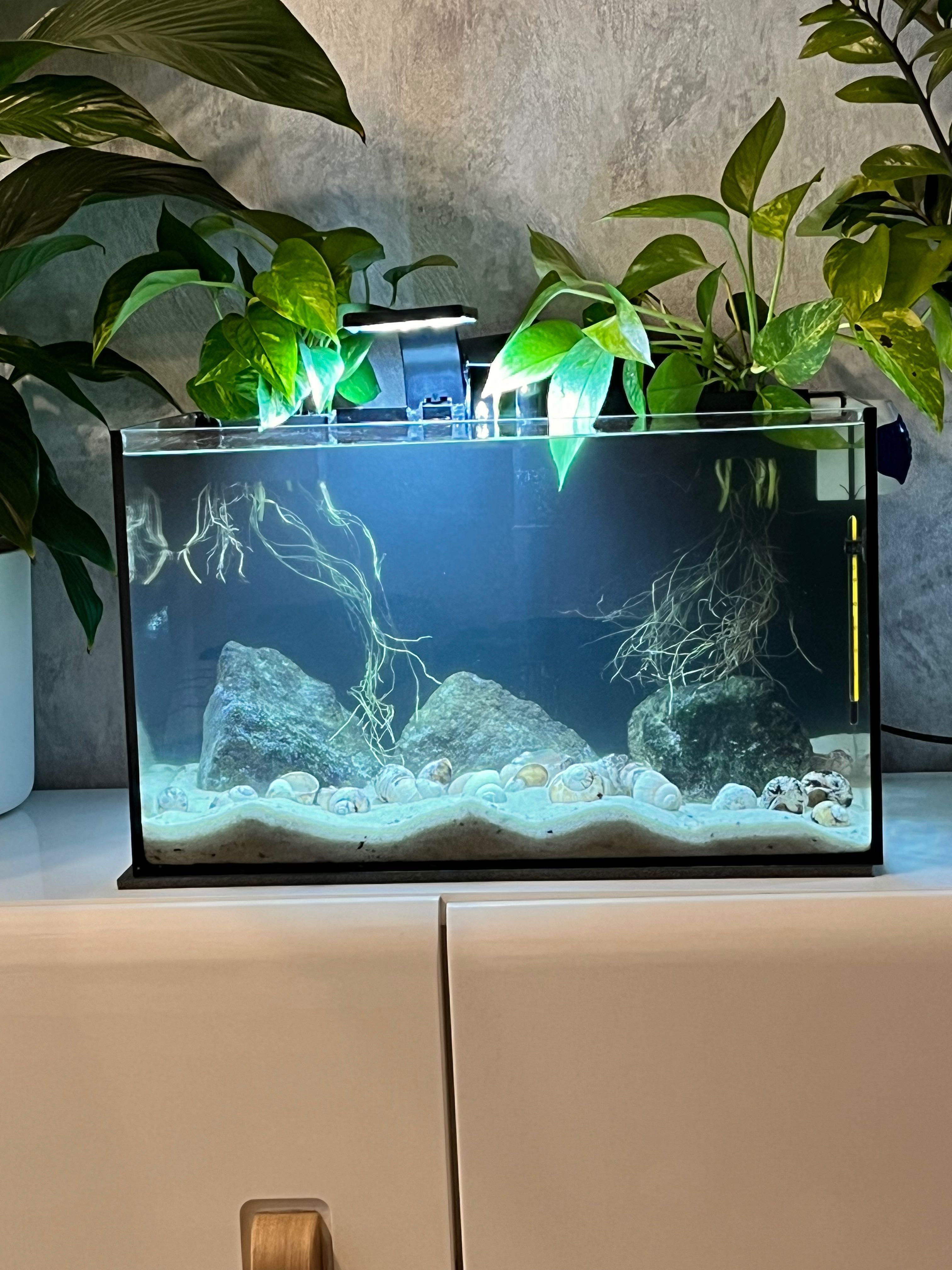 Akwarium komplet AQUAEL 45 l Biotop Tanganika muszlowce WSTRZYMANE