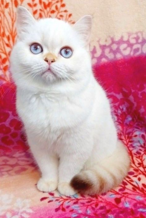 Очаровашка девочка беленький медвежонок