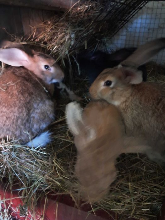 Кролики(є і тушка ) 200/280 грн/кг