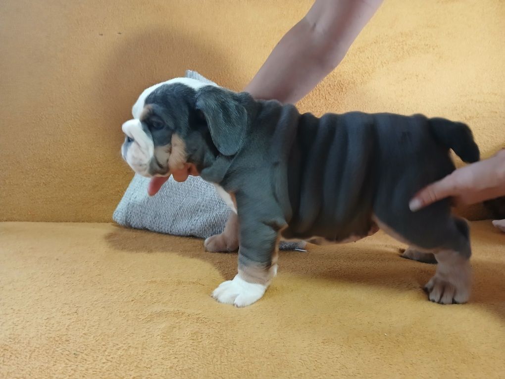 Buldog Angielski samiec Black and tan
