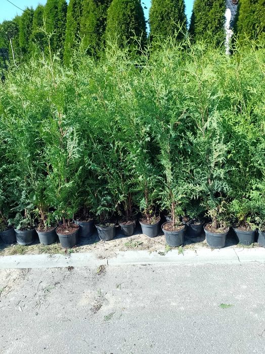 Totalna wyprzedaz Tuja żywotnik olbrzymi,  110-145 cm 17,99 zl
