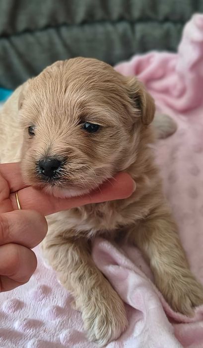 Maltipoo F1 do rezerwacji SUCZKA
