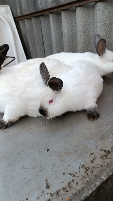 Кролики породи Каліфорнійська та Новозеландський білий.