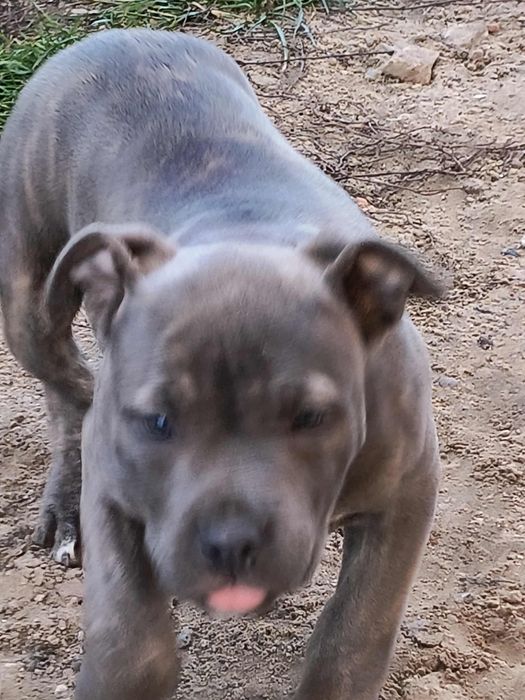 Suczka szuka nowego domu