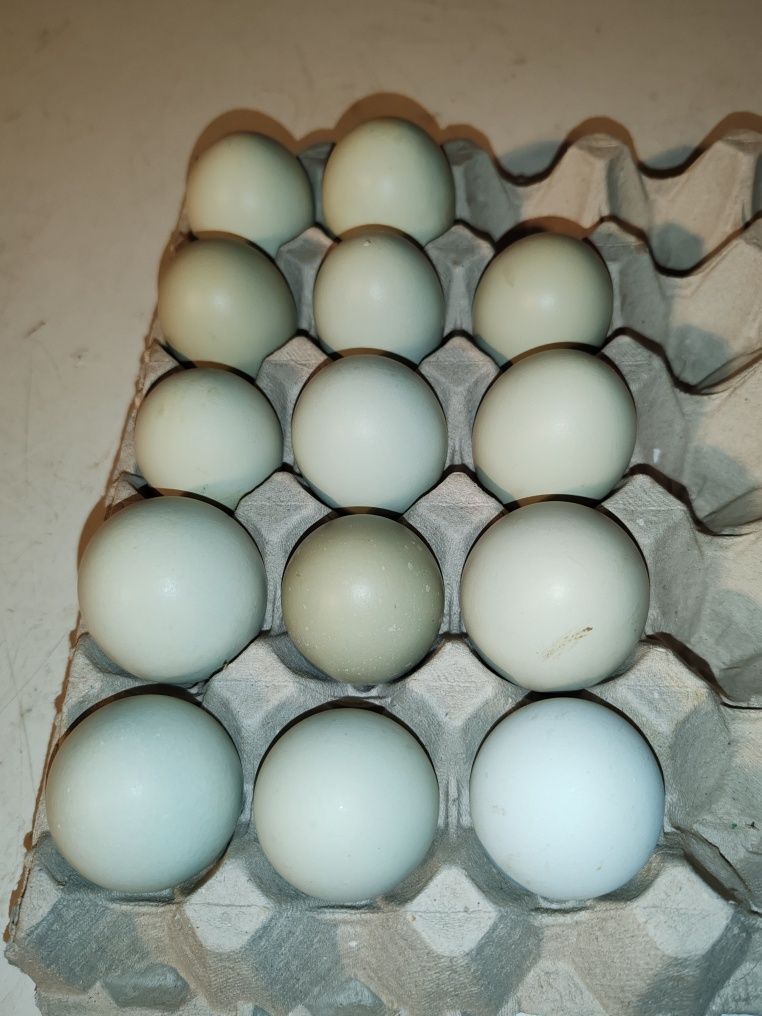 Ovos caseiros variados