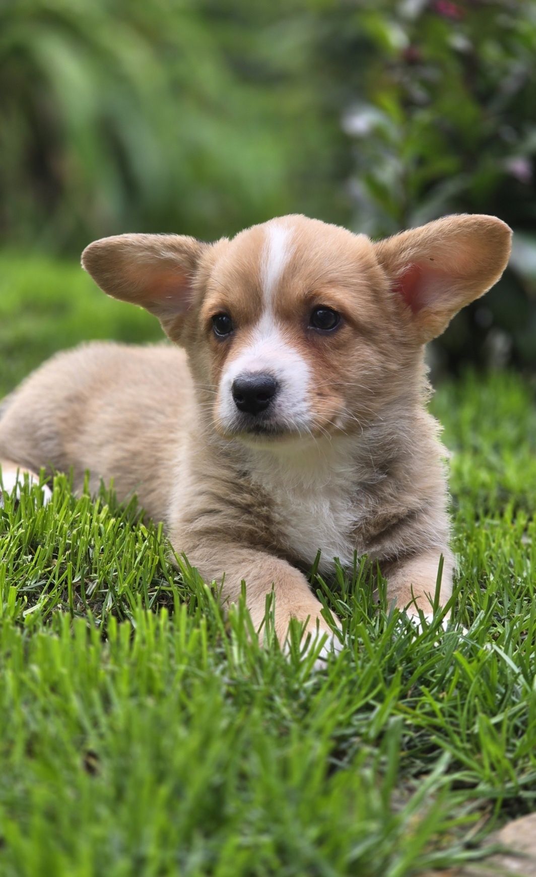 Welsh Corgi Cardigan **Sunia**Do Rezerwacji