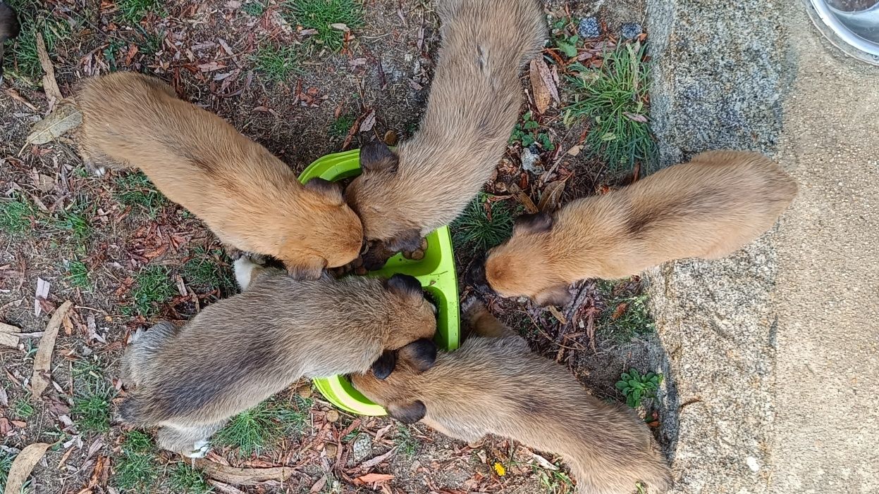 Cachorros para adoção responsável