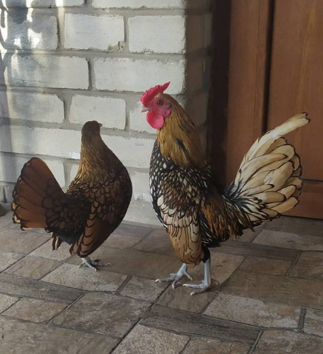 Карликові кури породи сібрайт