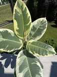 Fikus Plamisty Bengalski Altissima Variegata