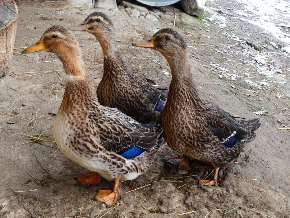 Jaja lęgowe kaczka staropolska