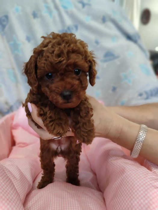 Pudel Toy dziewczynka chińska